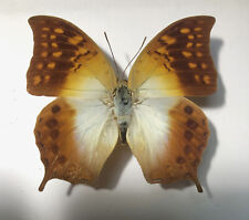 CHARAXES VARANES ssp.VARANES*****male Nr.  3 ****South Africa for sale  Shipping to South Africa