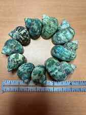 Green turbo shells for sale  Saint Augustine