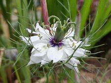 10 semillas Nigella damascena 'Miss Jekyll White' - Virgen en verde 2023, usado segunda mano  Embacar hacia Mexico