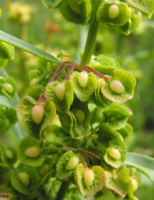 Rumex crispus ,graines de Rumex crispus,produits de mon jardin,produit Bio for sale  Shipping to South Africa