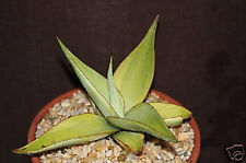 Agave guiengola lime for sale  Miami