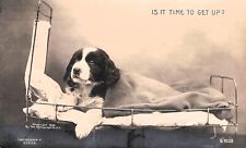 Rppc english setter for sale  Palm Bay