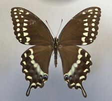 PAPILIONIDAE PAPILIO PALAMEDES LEONTIS spring brood MALE NE Mexico Tamaulipas for sale  Shipping to South Africa