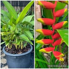 Red heliconia rostrata for sale  Shipping to United States