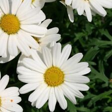 Argyranthemum white plug for sale  LONDON