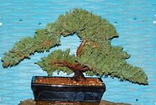 Bonsai large japanese for sale  Spring Hill