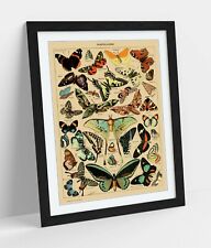 Vintage butterflies art for sale  LONDONDERRY