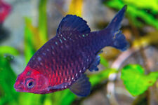 Ruby barb attractive for sale  IPSWICH