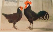 Black Minorca Chicken Breed, Rooster & Hen, Antique Poultry Print, Lewer 1900 for sale  Shipping to South Africa
