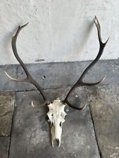 Taxidermy large set for sale  ROCHESTER