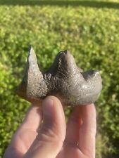 Fossil gomphothere tooth for sale  Lawtey