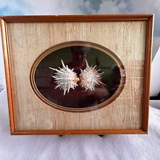 Amazing Sea Life - Elevated Glass Framed Spondylus Leucacanthus Dual-Seashell for sale  Shipping to South Africa