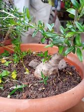 Bonsai olivastro mediterraneo usato  Alghero