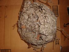 wasp nest for sale  Nashua