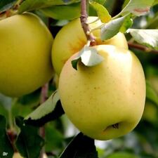 Dwarf Patio Golden Delicious Apple Fruit Tree 3-4ft in a 5 Litre Pot for sale  KING'S LYNN