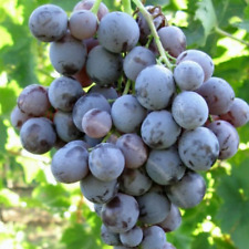Vite uva tavola usato  Valmacca