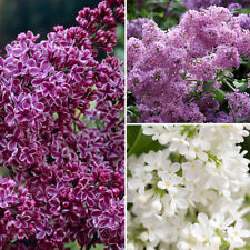 Fragrant french lilac for sale  PETERBOROUGH