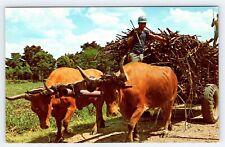 Cartão postal vintage Sugar Cane Harvest Time sul de Porto Rico AF344-TS comprar usado  Enviando para Brazil