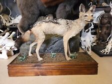 Taxidermie chacal chabraque d'occasion  Lorient