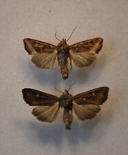 Crescent striped moth for sale  CHORLEY