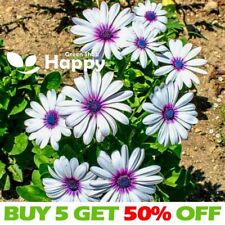 African daisy polar for sale  DONCASTER