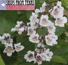 Catalpa bignonioides southern d'occasion  Expédié en Belgium