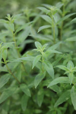 Lemon verbena 9cm for sale  BOSTON