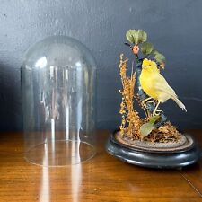 Vtg antique taxidermy for sale  New Haven