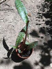 Ledebouria socialis 1 plant for sale  Shipping to South Africa