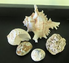 Seashell collection inc. for sale  UK