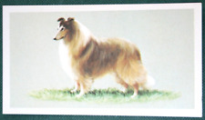 Rough collie illustrated for sale  Shipping to Ireland