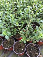 Special offer escallonia for sale  NEWRY
