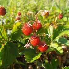 Fragola alpina rügen usato  Porto Sant Elpidio