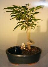 Ficus bonsai tree for sale  Patchogue