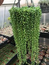 String pearls plants for sale  Daly City