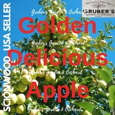 Golden delicious apple for sale  Millersburg