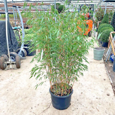 Bamboo fargesia asian for sale  BROADWAY