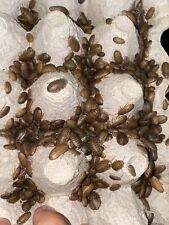 Dubia roaches small for sale  USA