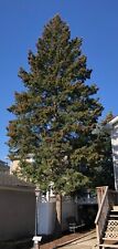 Douglas fir 100 for sale  Hawthorne