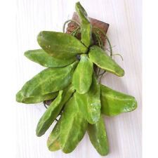Hoya Dischidia Major Free pythosanitary ship by dhl express, used for sale  Shipping to South Africa