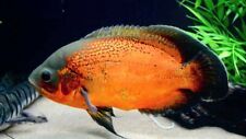 Red oscar fish for sale  HAYWARDS HEATH