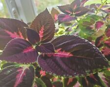 Rooted cutting coleus for sale  NUNEATON