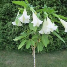 Used, Brugmansia arborea plant cutting for rooting and propagation for sale  Shipping to South Africa