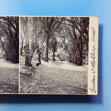 Abbotsbury stereoview c1895 for sale  TELFORD