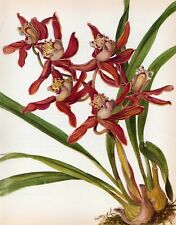 Vintage Botanical Print Orchid Flower Print Wall Art~Cymbidium adrian (O68) for sale  Shipping to South Africa