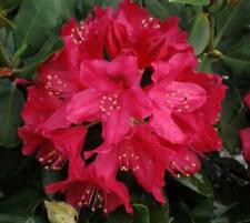 rhododendron plant for sale  Pelzer