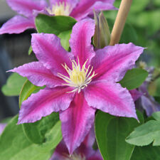 Clematis red pearl for sale  IPSWICH