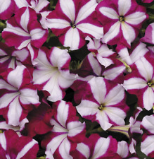 Petunia easy wave for sale  WORKSOP