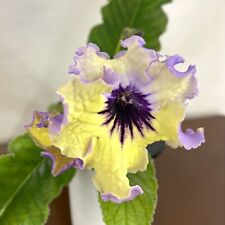 Streptocarpus valley butter for sale  BIRMINGHAM