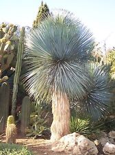 Yucca rostrata fresh for sale  SUTTON COLDFIELD